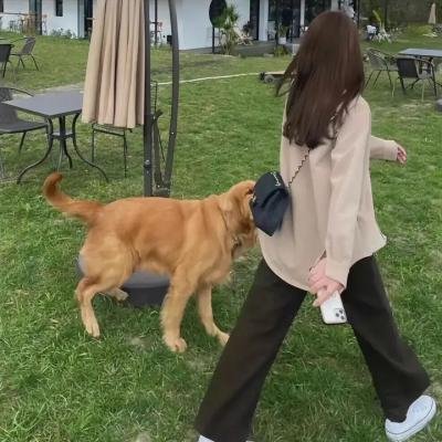 游击恋爱